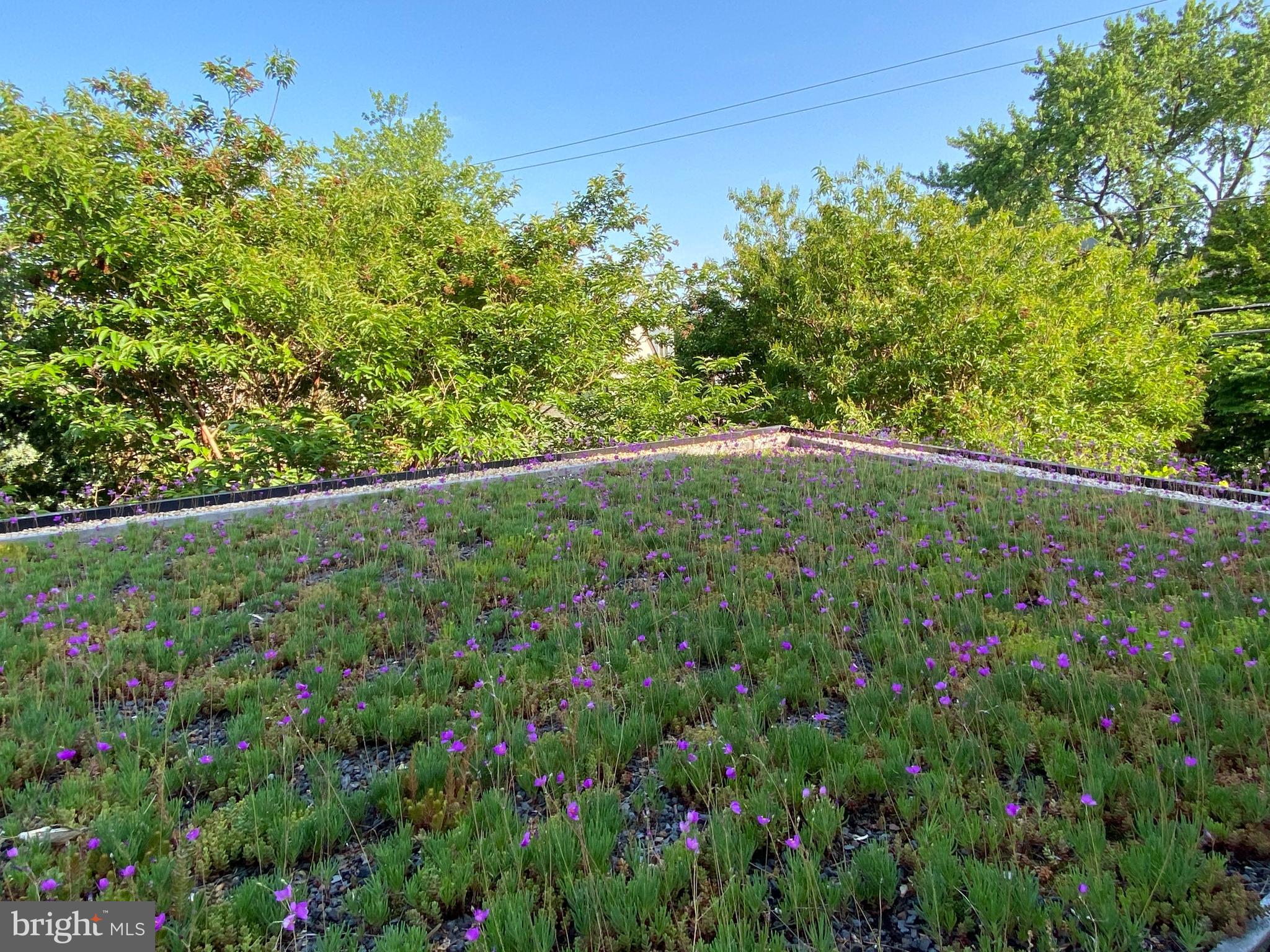 25 East Braddock Road Alexandria, VA 22301 - Photo 49 of 81 Green roof on addition flowers in the afternoon!