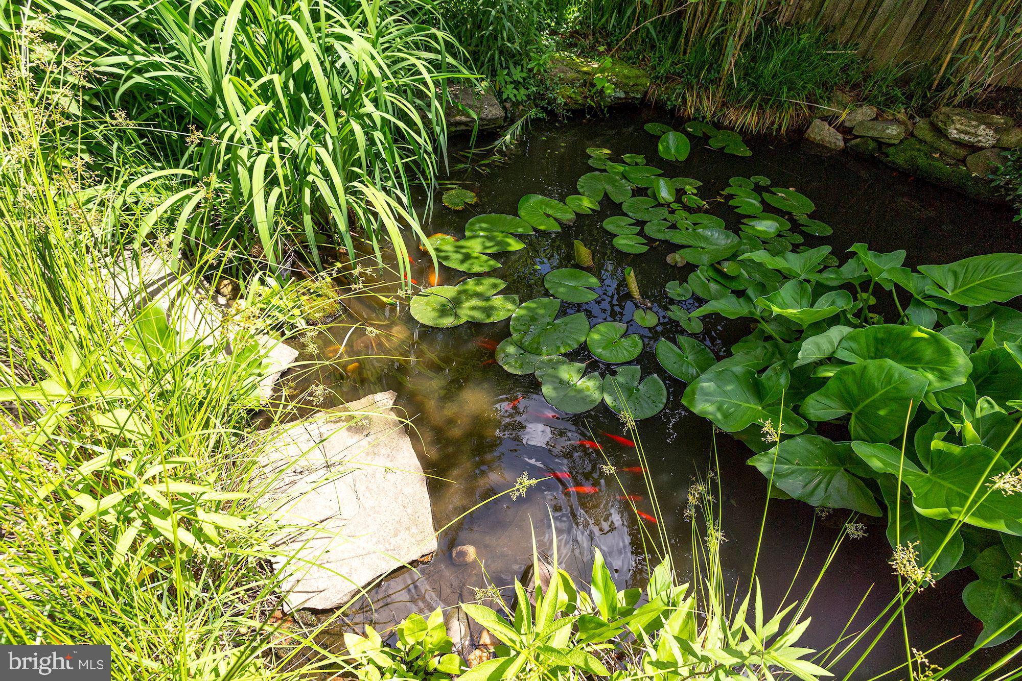 25 East Braddock Road Alexandria, VA 22301 - Photo 75 of 81 Large koi pond w/ approx a dozen fish (convey)