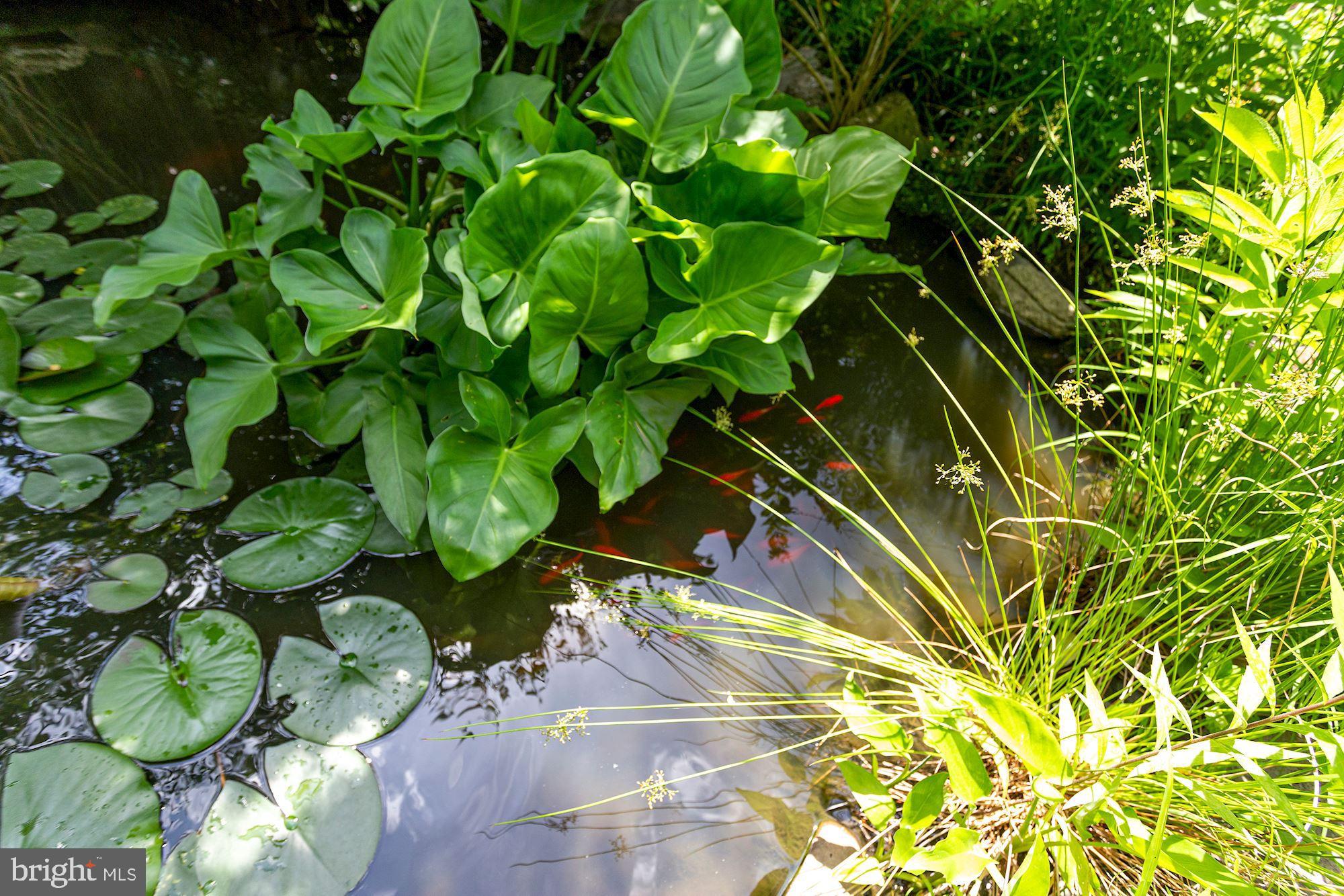 25 East Braddock Road Alexandria, VA 22301 - Photo 76 of 81 Lilies, koi and stepping stones to pass thru.....