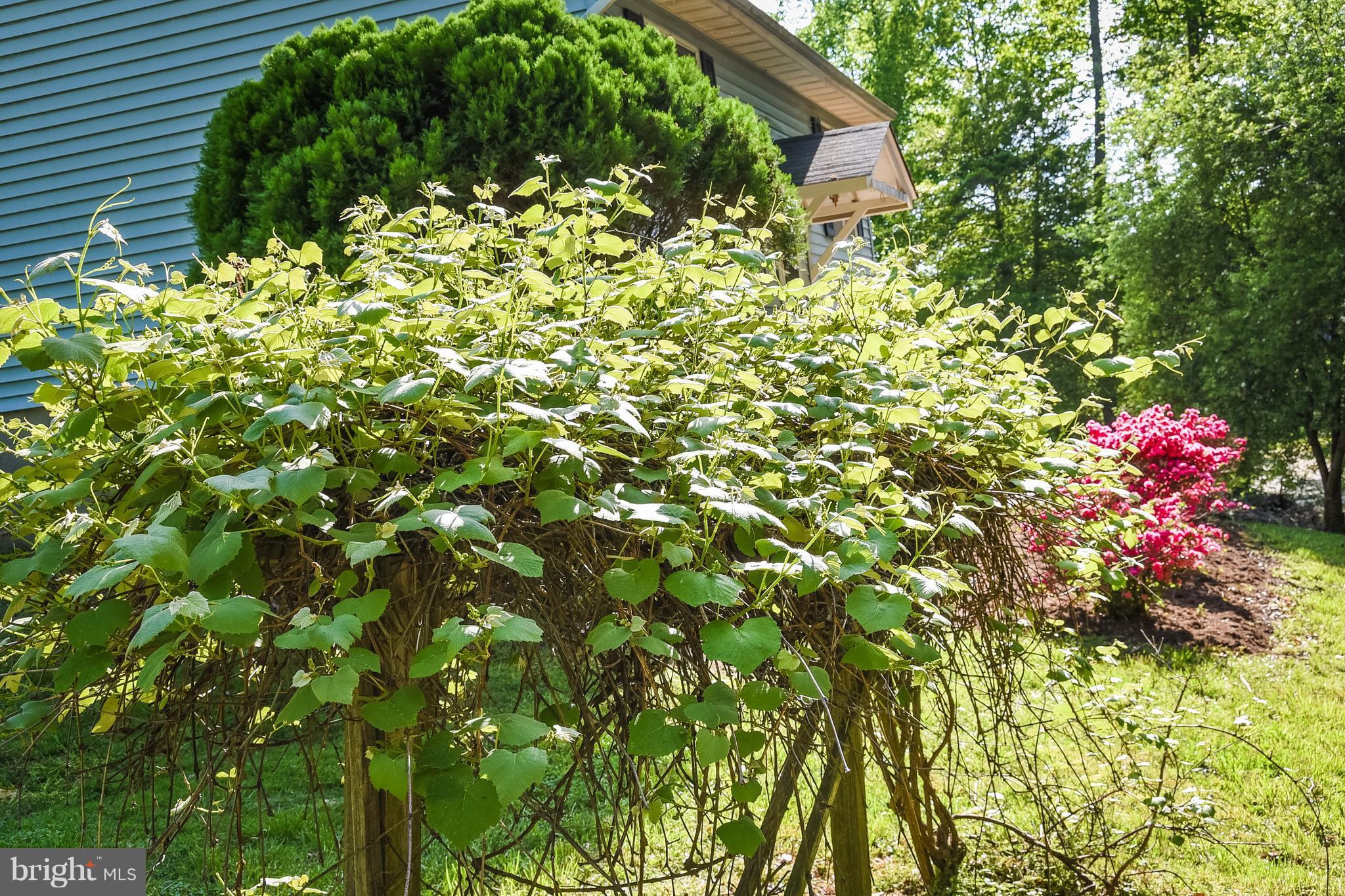 8175 Sycamore Road Lusby, MD 20657 - Photo 16 of 29 Grape Arbor