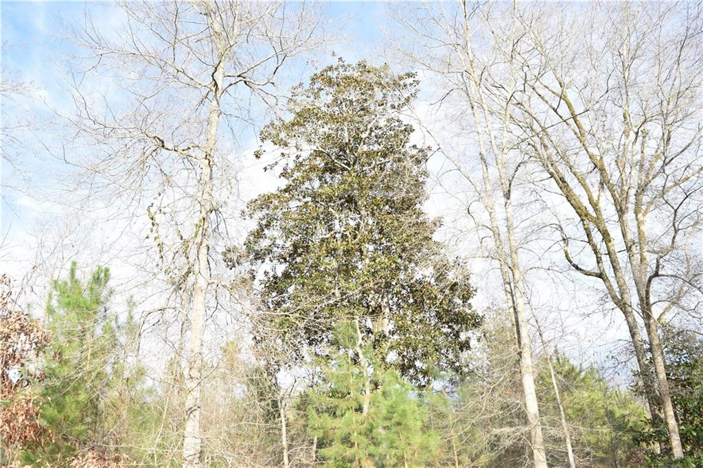 0 Lehmann Road Roxie, MS 39661 - Photo 19 of 23 Gallery Image 19