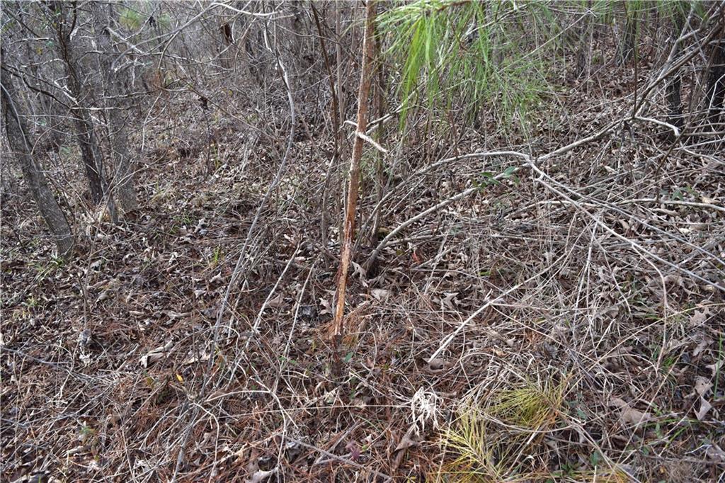 0 Lehmann Road Roxie, MS 39661 - Photo 7 of 23 Gallery Image 7