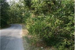 0 Oak Hill Road Lyles, TN 37098 - Photo 2 of 5 a view of a yard with plants and a small tree