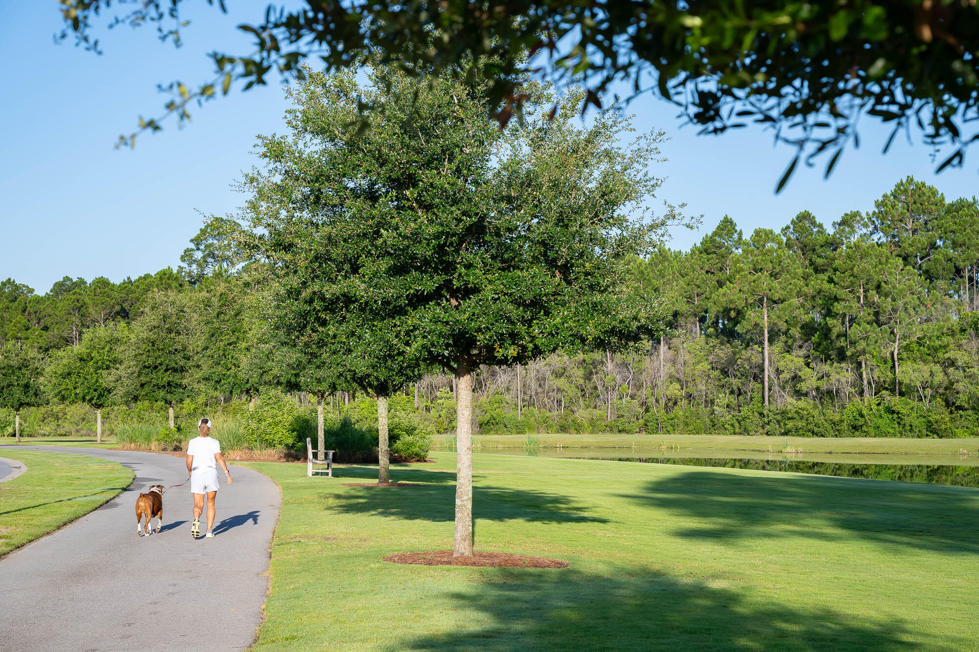 29 Pollard Cove, Unit LOT 3 Watersound, FL 32461 - Photo 47 of 69 a view of a park with large trees