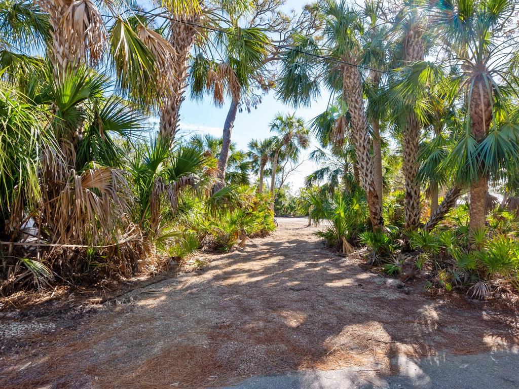 7219 Pine Needle Road Sarasota, FL 34242 - Photo 6 of 30 a view of a road with a tree
