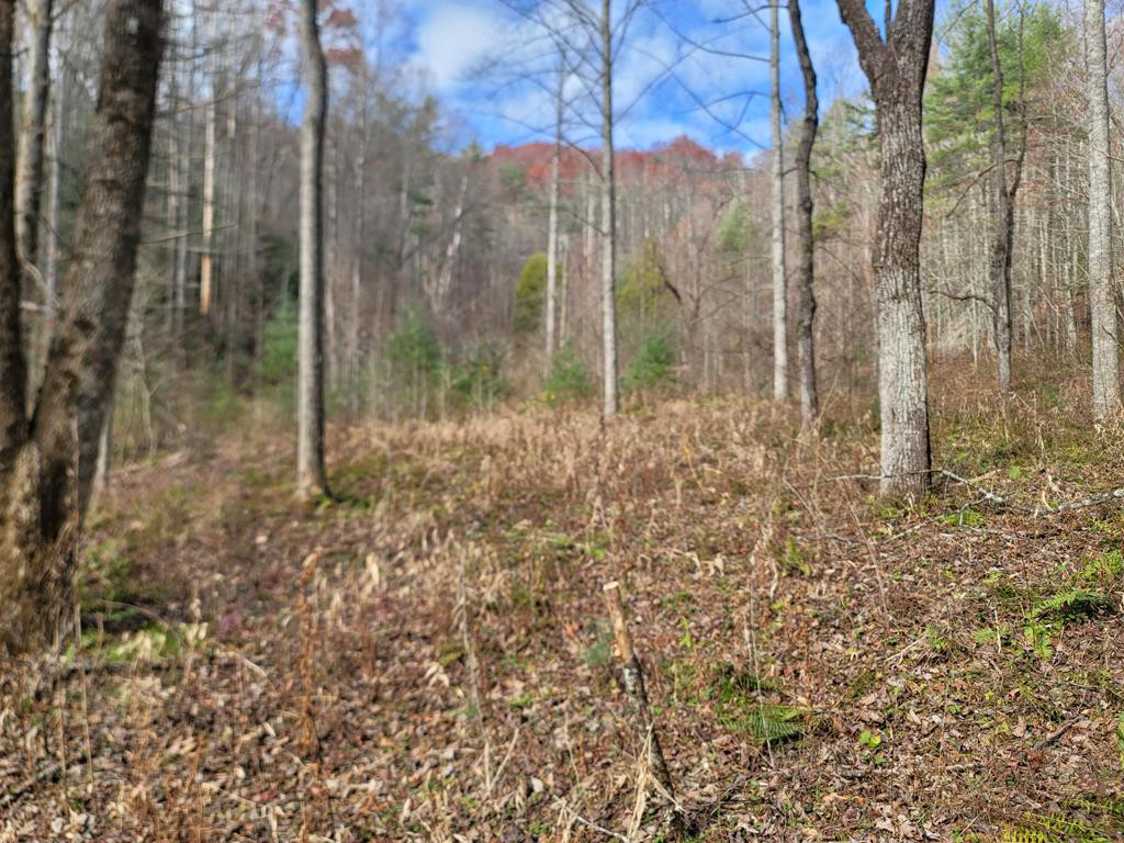 999 Pounding Mill Road Marble, NC 28905 - Photo 1 of 23 Main View