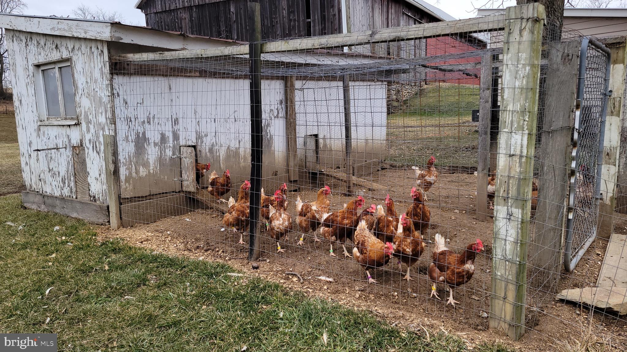 2820 Milt Summers Road Middletown, MD 21769 - Photo 59 of 88 fresh eggs anyone?