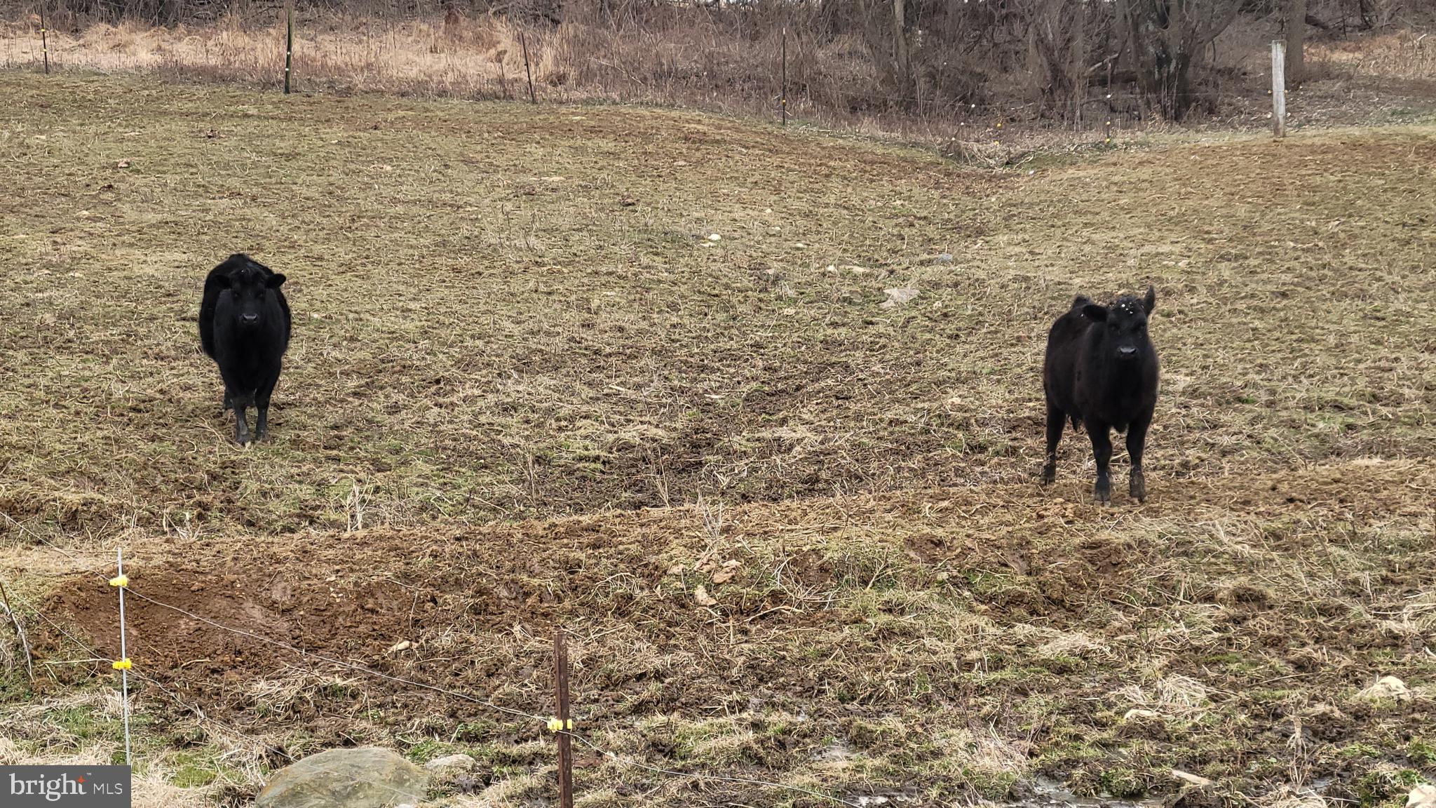 2820 Milt Summers Road Middletown, MD 21769 - Photo 64 of 88 friendly residents in fenced pasture adj to barn