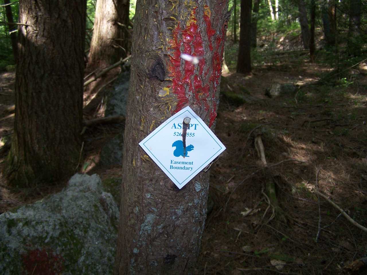 Walker Brook Road Danbury, NH 03230 - Photo 4 of 27 Gallery Image 4