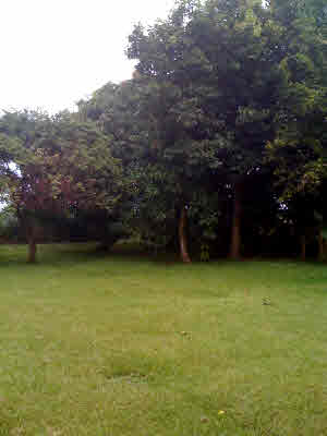 28-251 Stable Camp Road Honomu, HI 96728 - Photo 1 of 4 Gallery Image 1