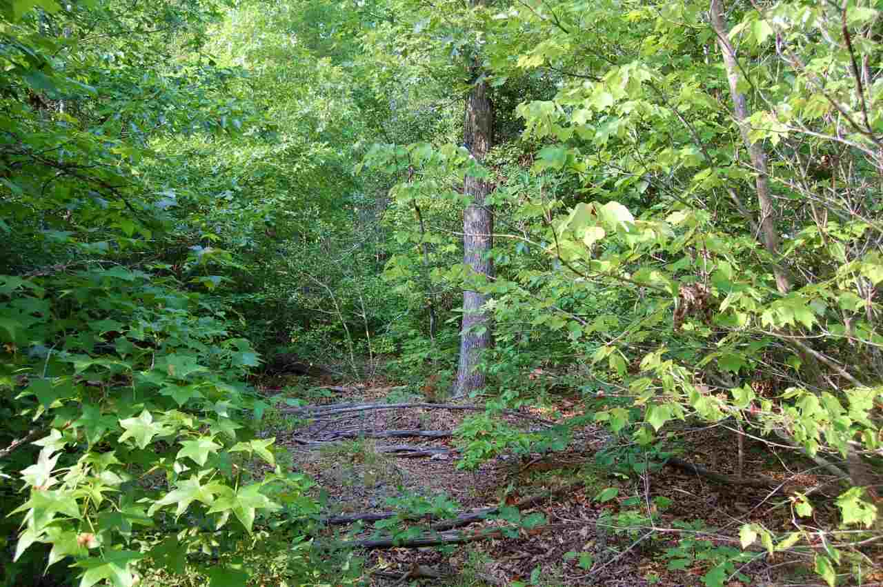 Lot 2 Cedar Lane Road Kents Store, VA 23084 - Photo 3 of 7 a view of a garden with plants