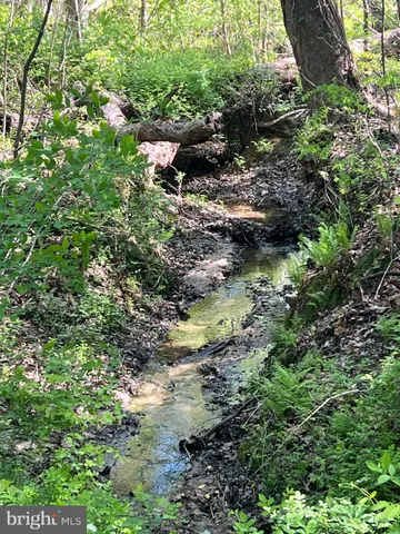 a view of a forest with a tree