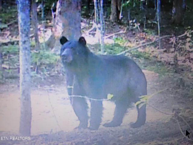 $639,900 | 184 Tecumseh Trail, Speedwell, TN 37870