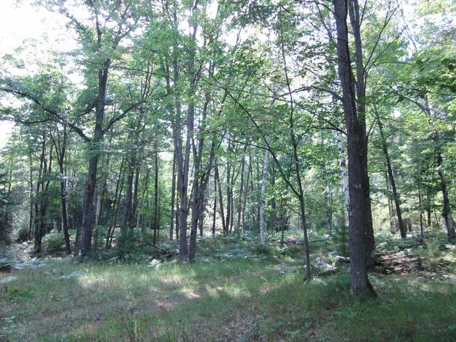 On On Shore Road Long Lake, WI 54542 - Photo 2 of 5 Gallery Image 2