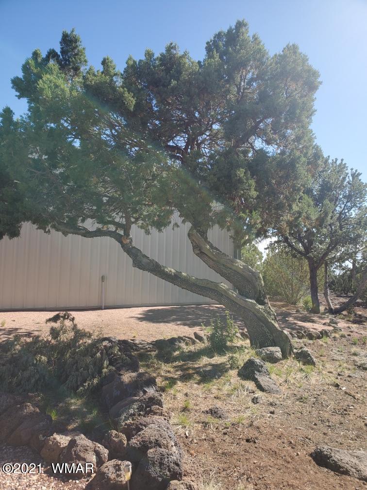 11 County Road Concho, AZ 85924 - Photo 18 of 35 a backyard of a house