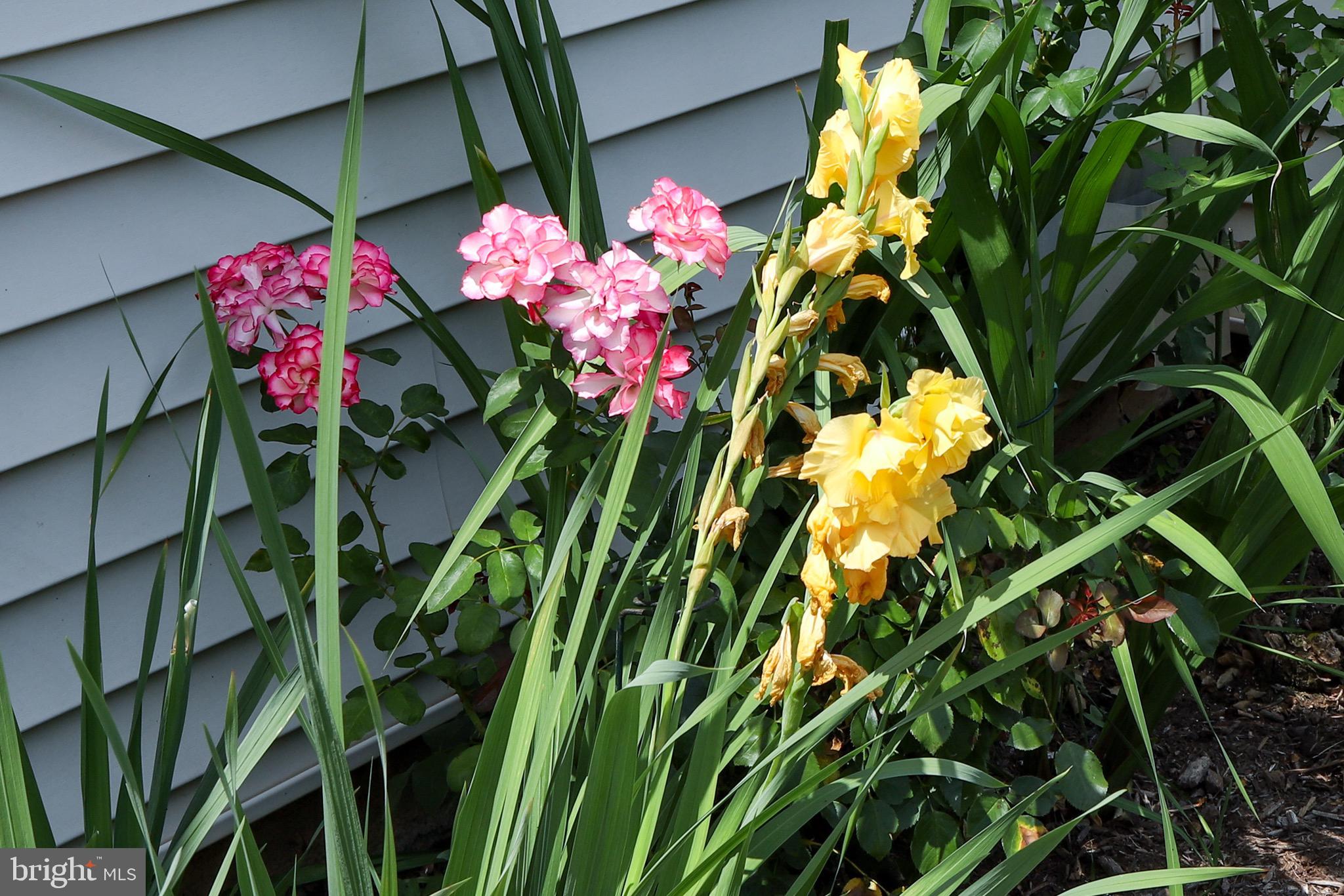 3 Runyon Road Hummelstown, PA 17036 - Photo 54 of 62 Lilly’s