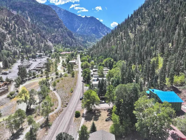 a view of a yard with plants and large trees
