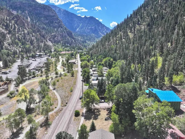 a view of a yard with plants and large trees