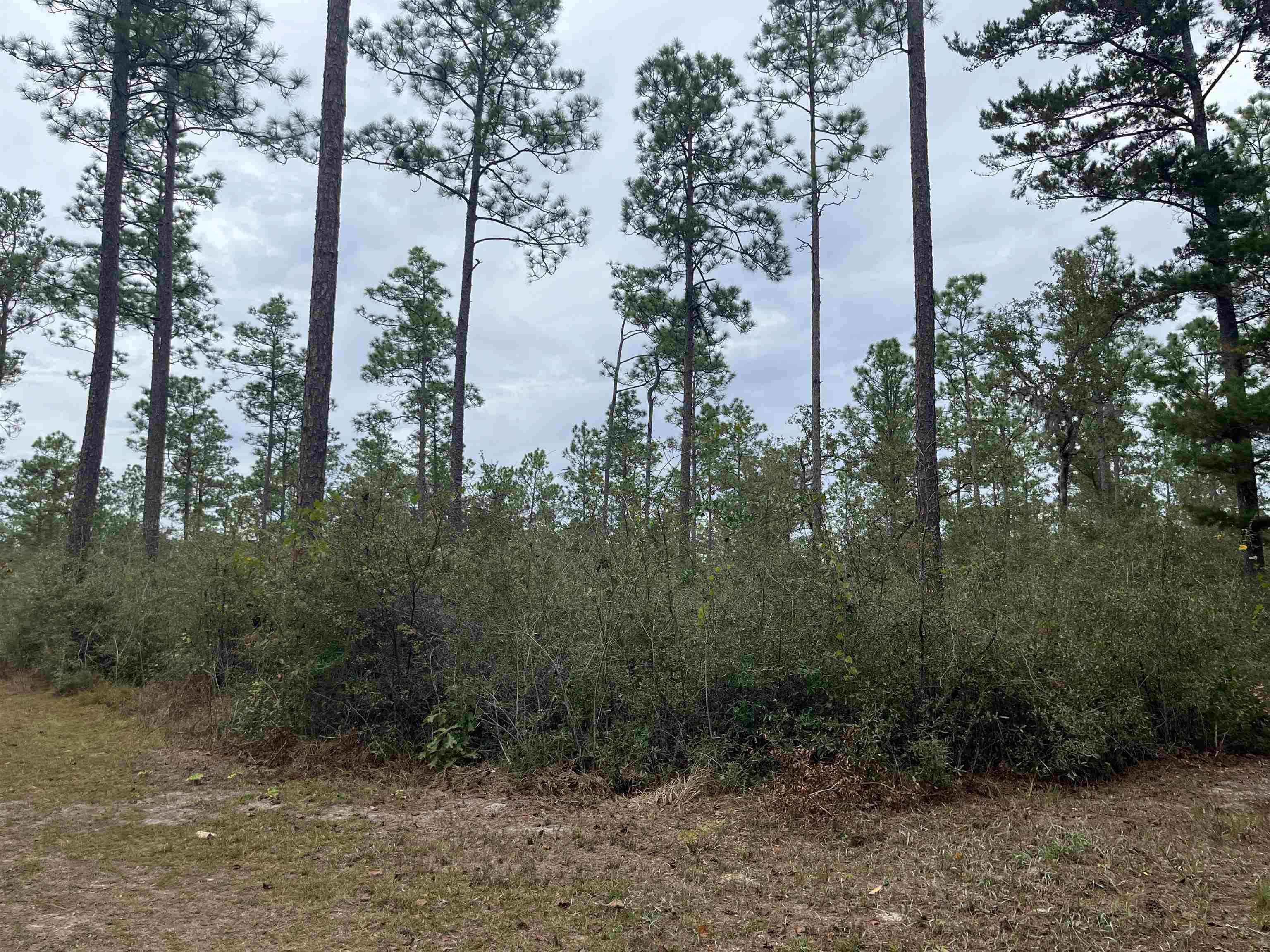 Xx Old Shell Point Road Crawfordville, FL 32327 - Photo 3 of 7