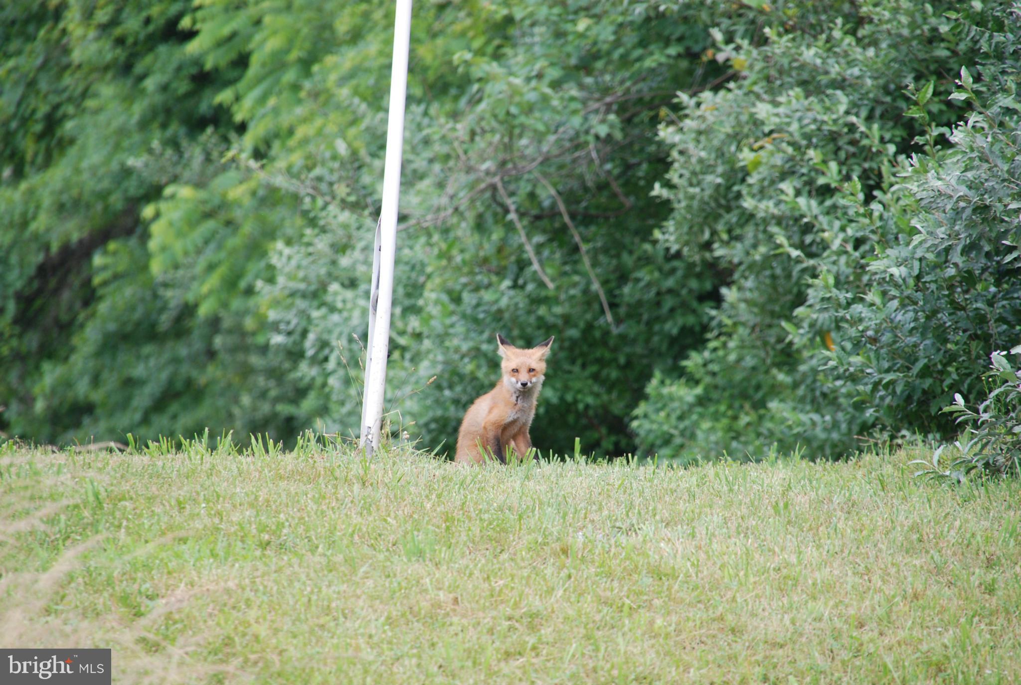0 Tail Race Road Aldie, VA 20105 - Photo 11 of 11 Wildlife abounds!