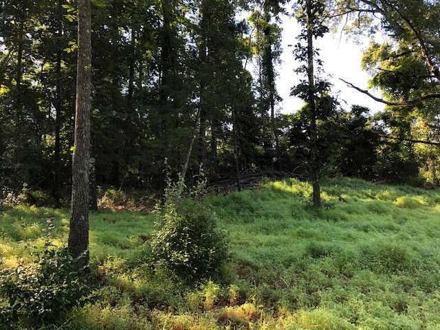 Tbd Moffett Branch Road Churchville, VA 24421 - Photo 3 of 3 a view of outdoor space and yard