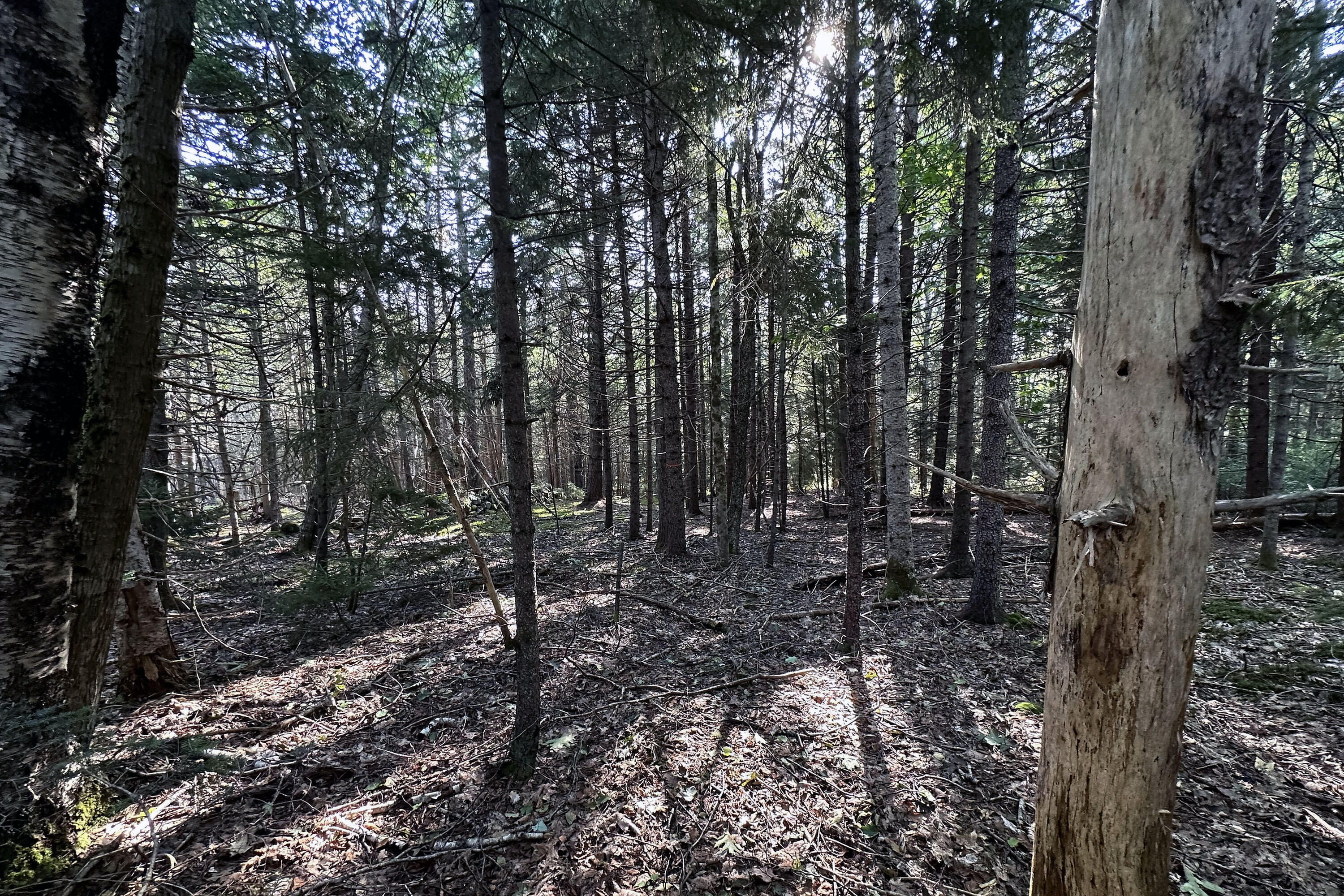 0 Cross Road Sedgwick, ME 04676 - Photo 20 of 24