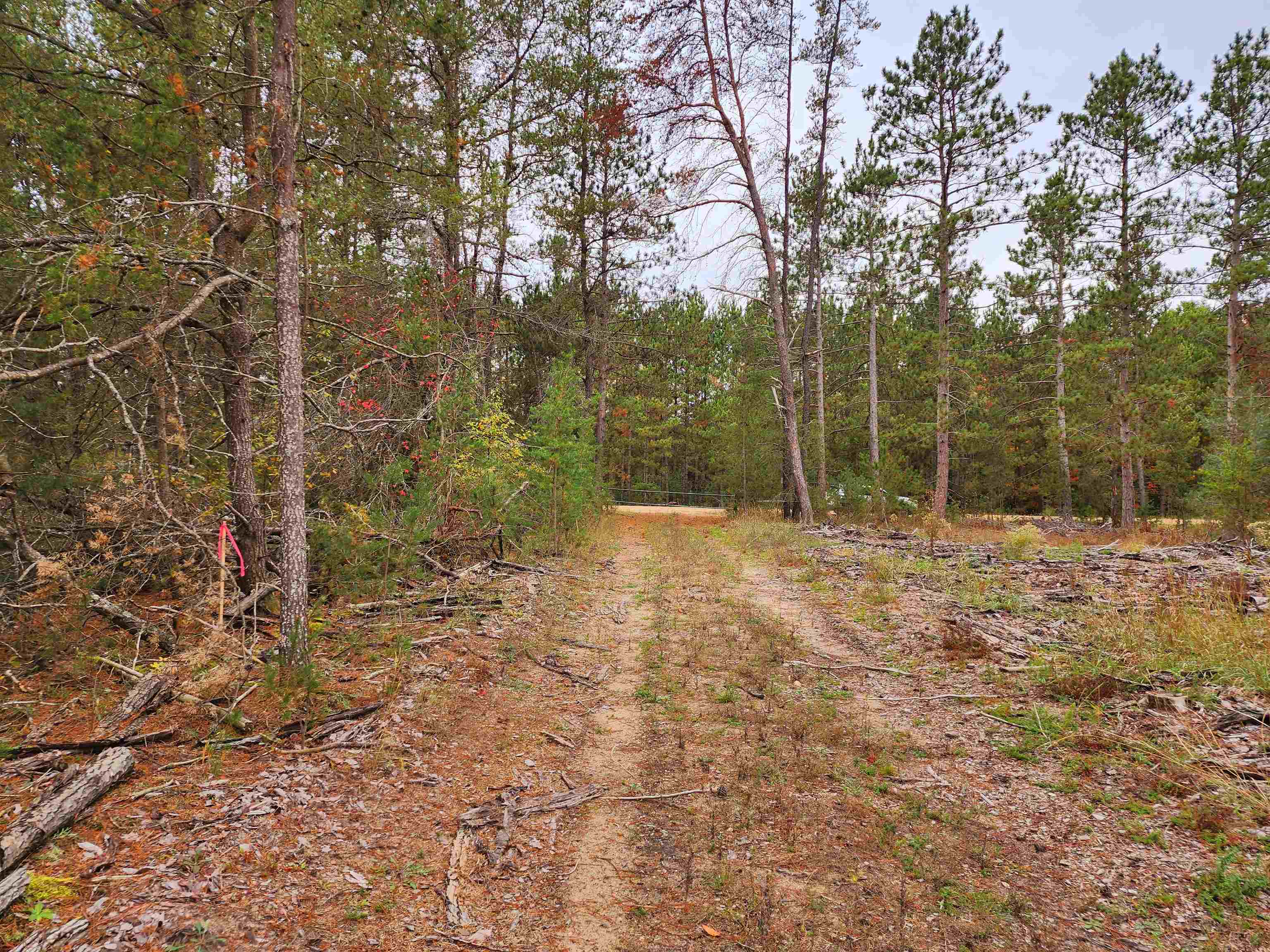 0 Niemi Road Kaleva, MI 49645 - Photo 3 of 23