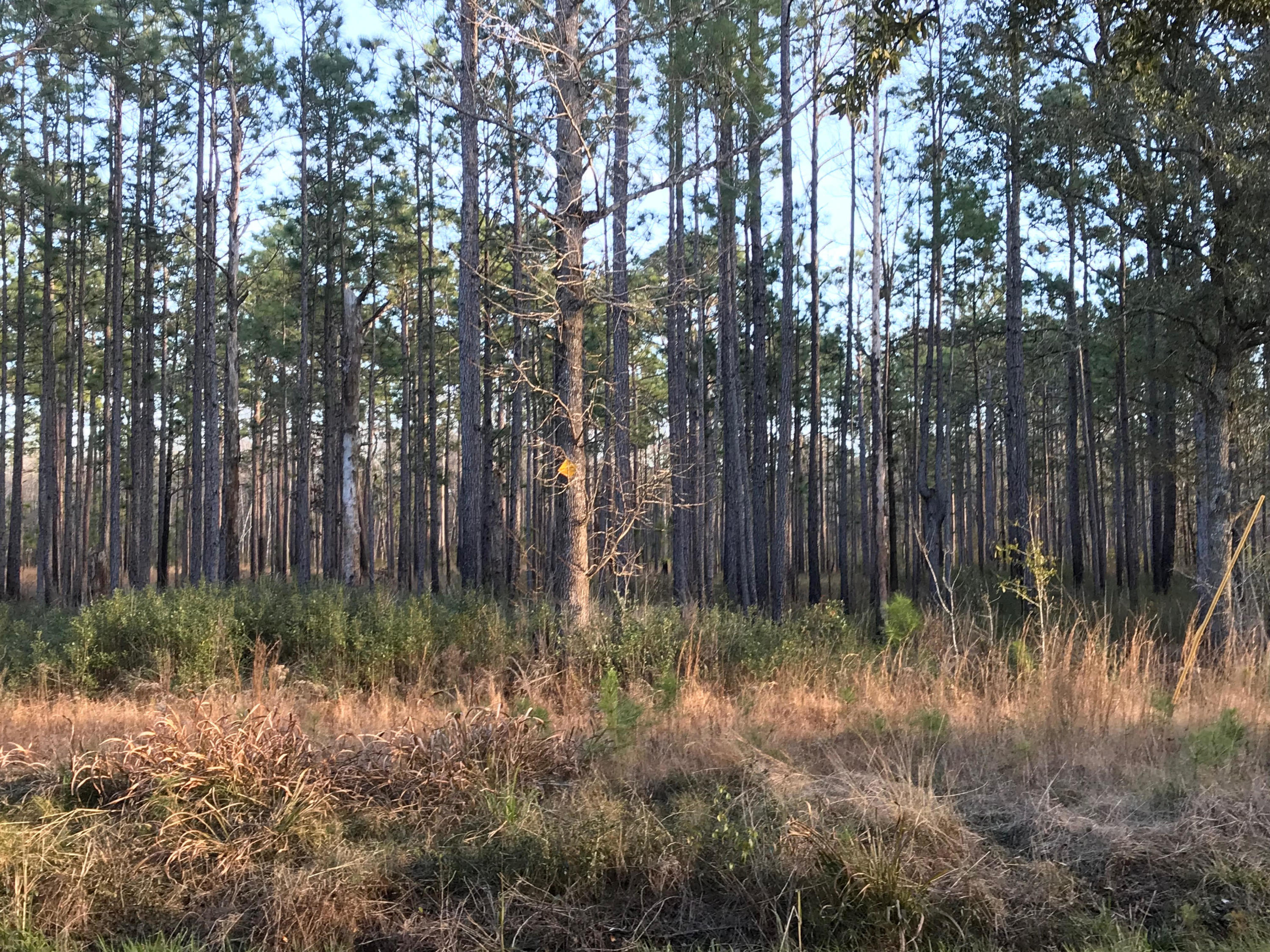 603 South Santee Road McClellanville, SC 29458 - Photo 2 of 2 view across street
