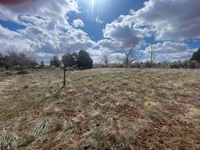 a view of a field with lots of trees