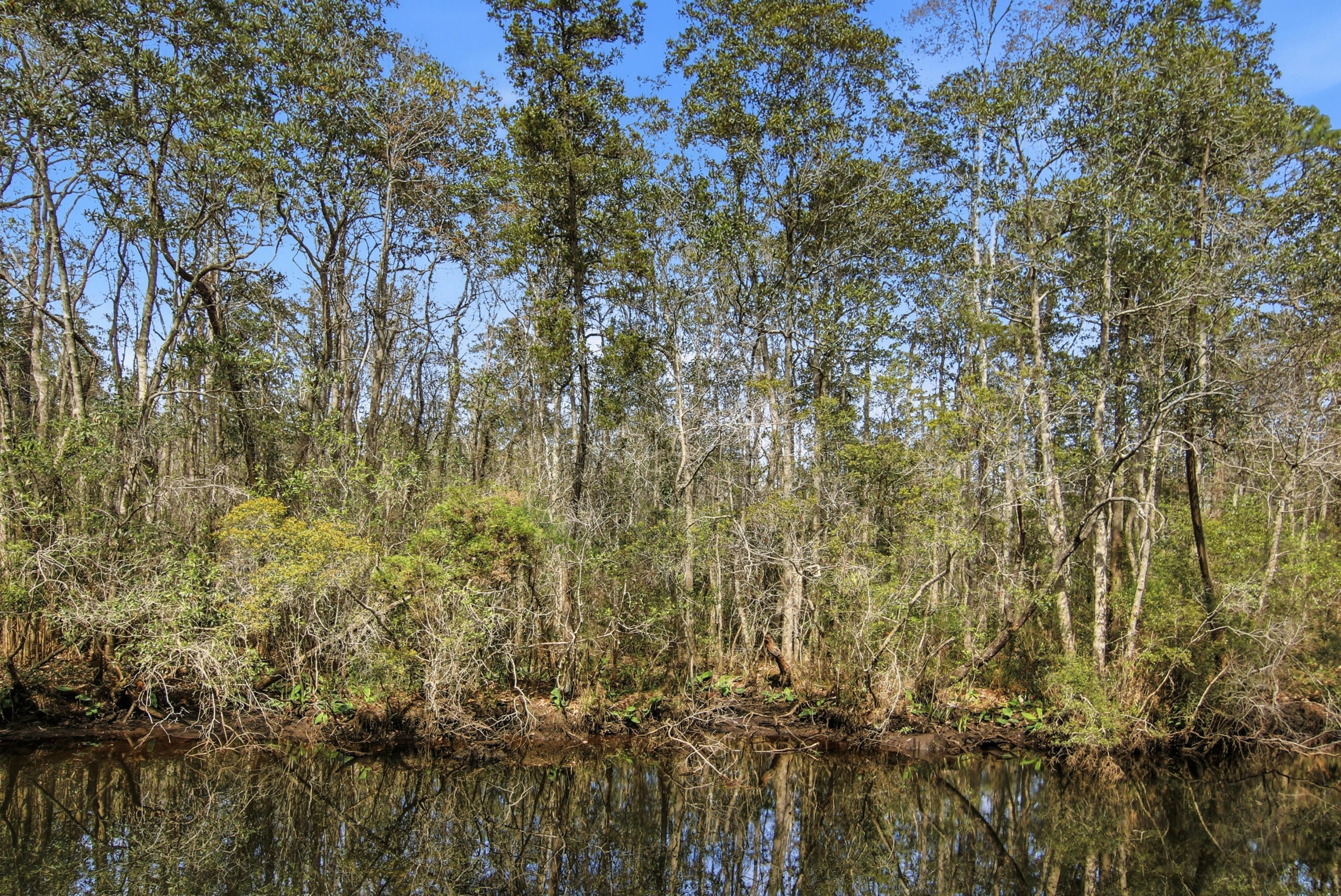 169 Marsh Landing North Freeport, FL 32439 - Photo 40 of 44 a view of a yard