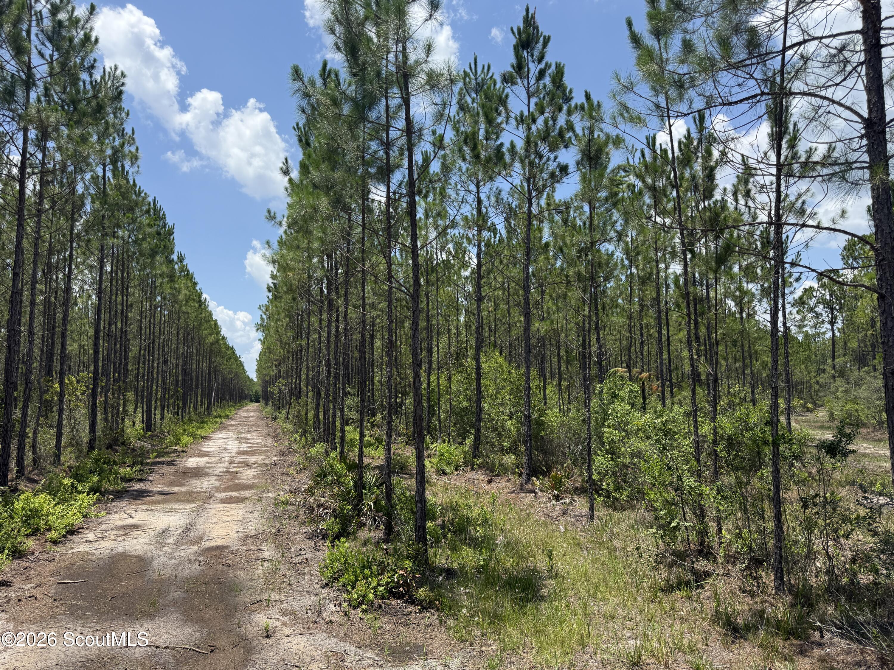 Lot 6 Corbitt Road, Unit LOT 6 Manor, GA 31550 - Photo 8 of 15 IMG_8021