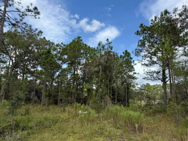 a view of a lush green forest with lots of trees