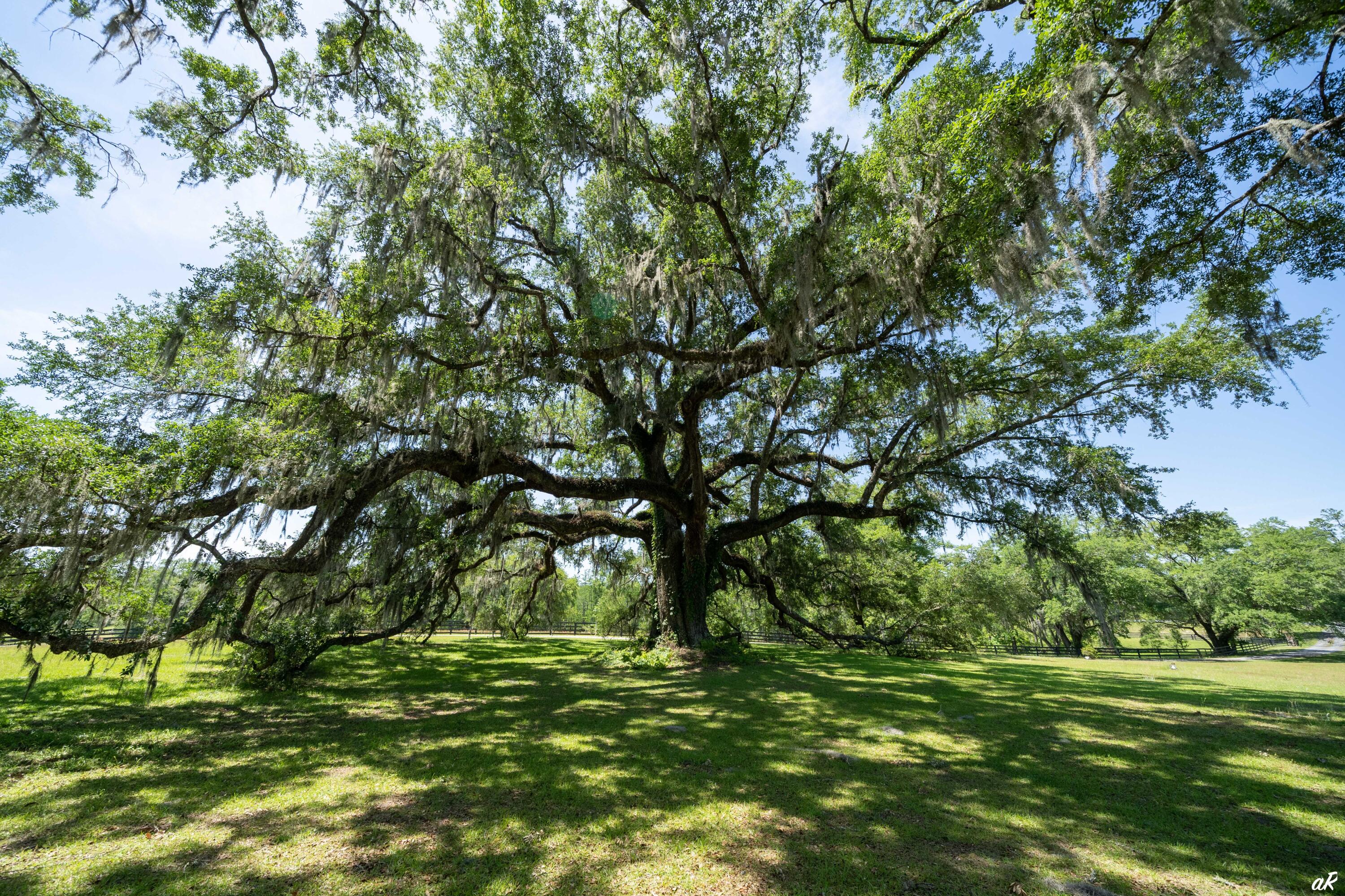 2513 Highway 79 Vernon, FL 32462 - Photo 63 of 85 60 Live Oak