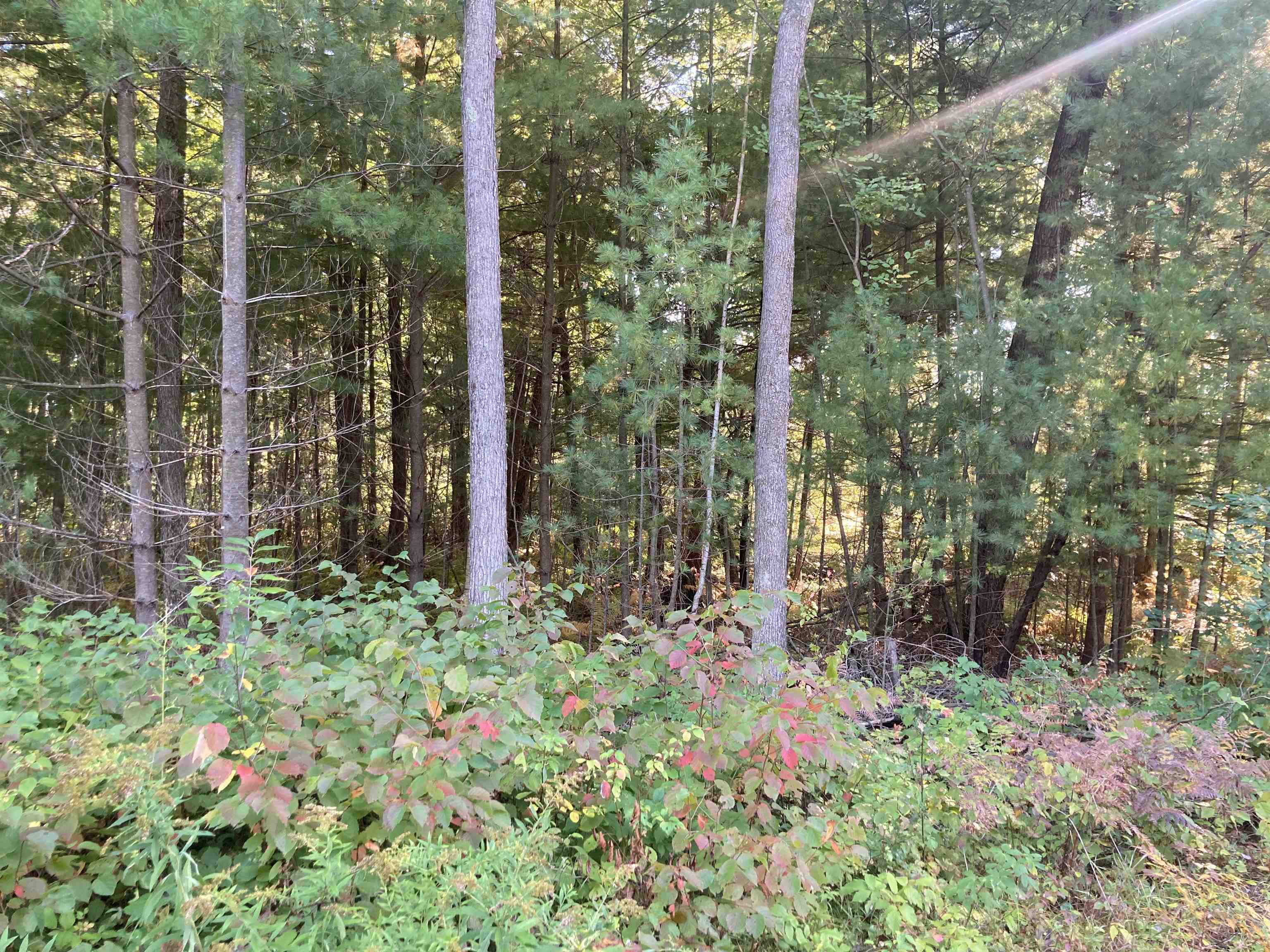 Springbrook Road Cecil, WI 54111 - Photo 1 of 1 Gallery Image 1