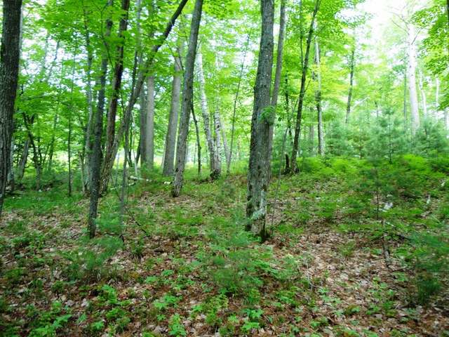 Lot 6 Eagles Bluff Road Rhinelander, WI 54501 - Photo 2 of 15 Gallery Image 2