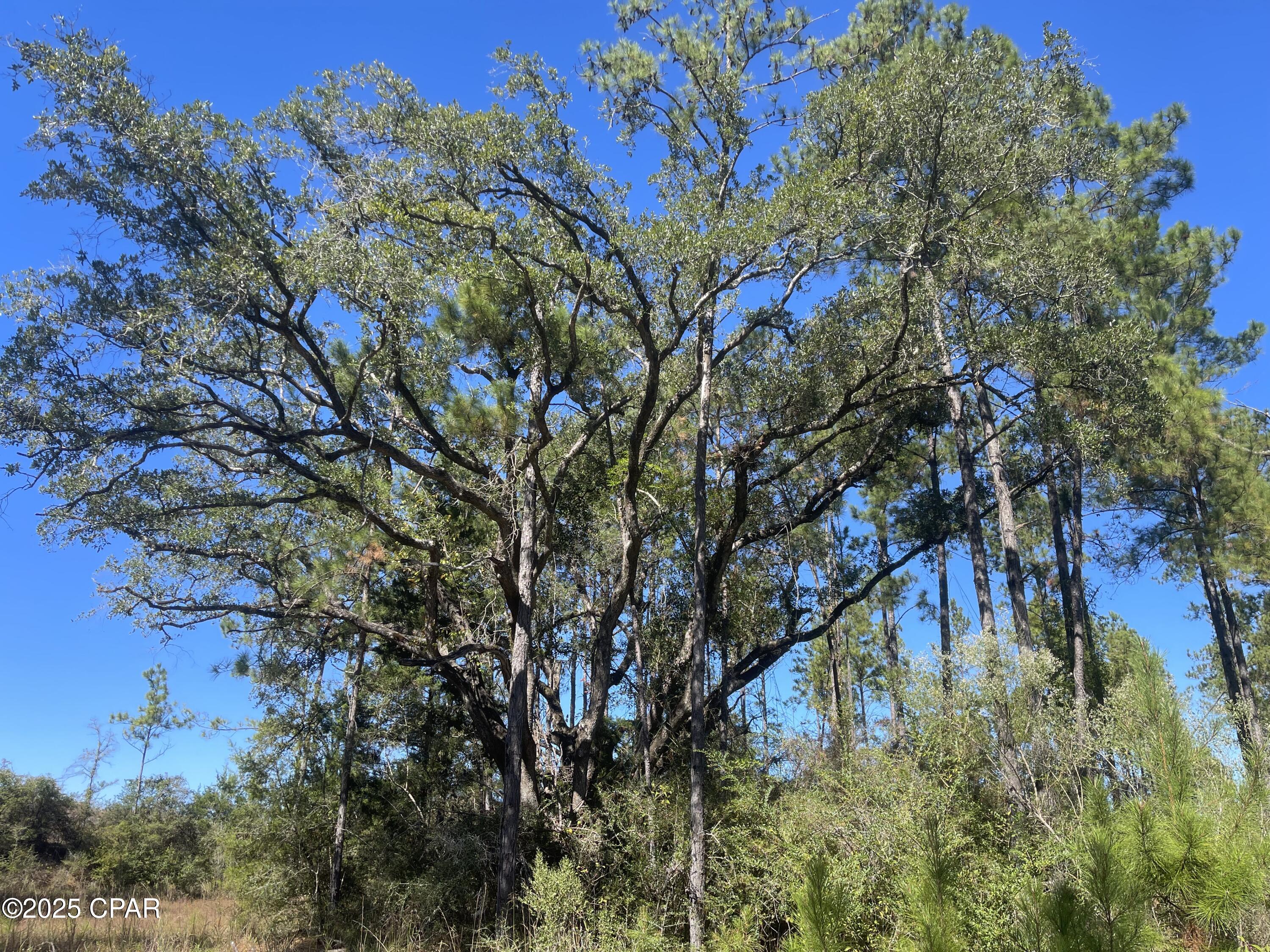 0 Gainer Road Chipley, FL 32428 - Photo 17 of 26