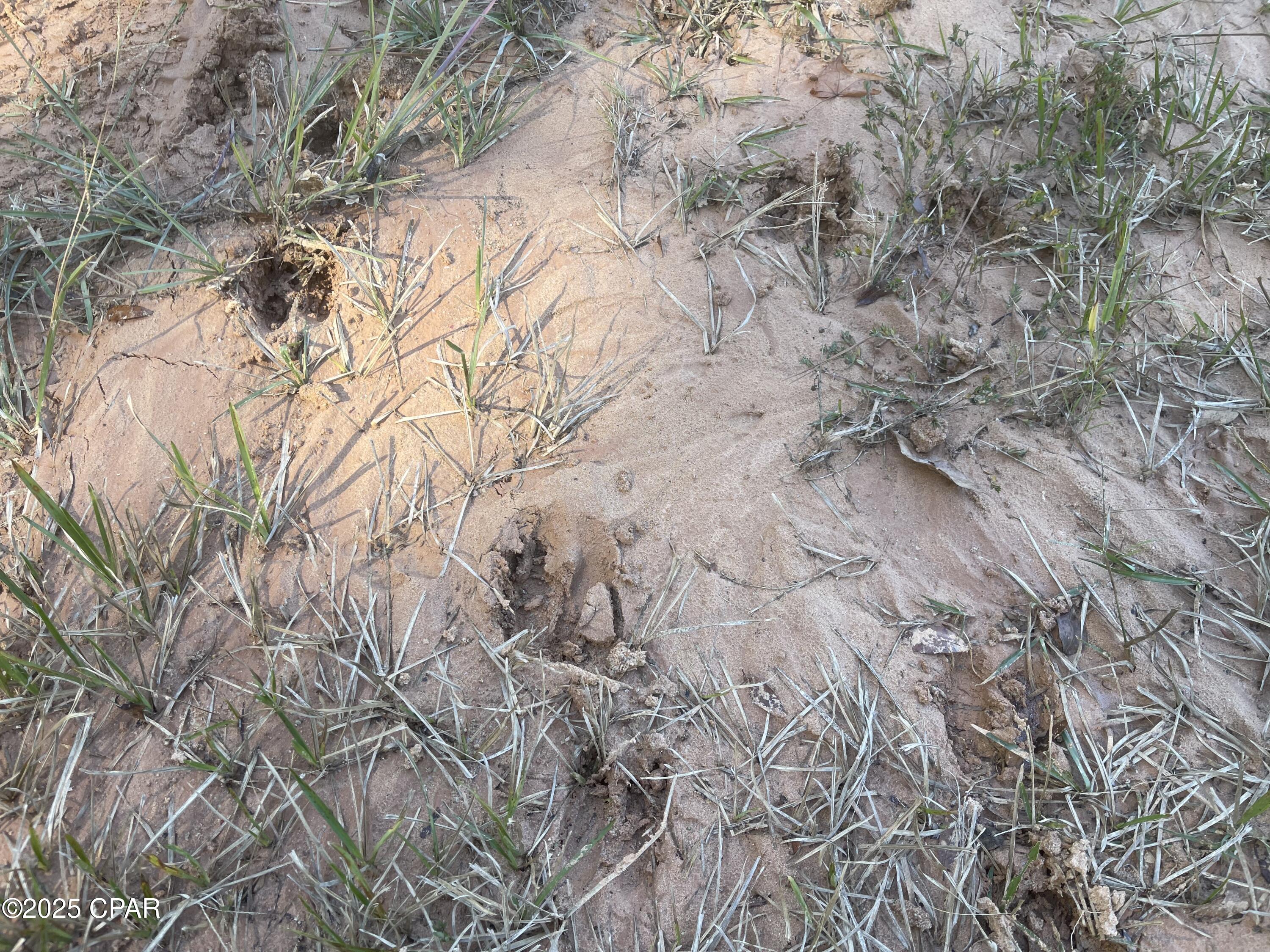 0 Gainer Road Chipley, FL 32428 - Photo 20 of 26