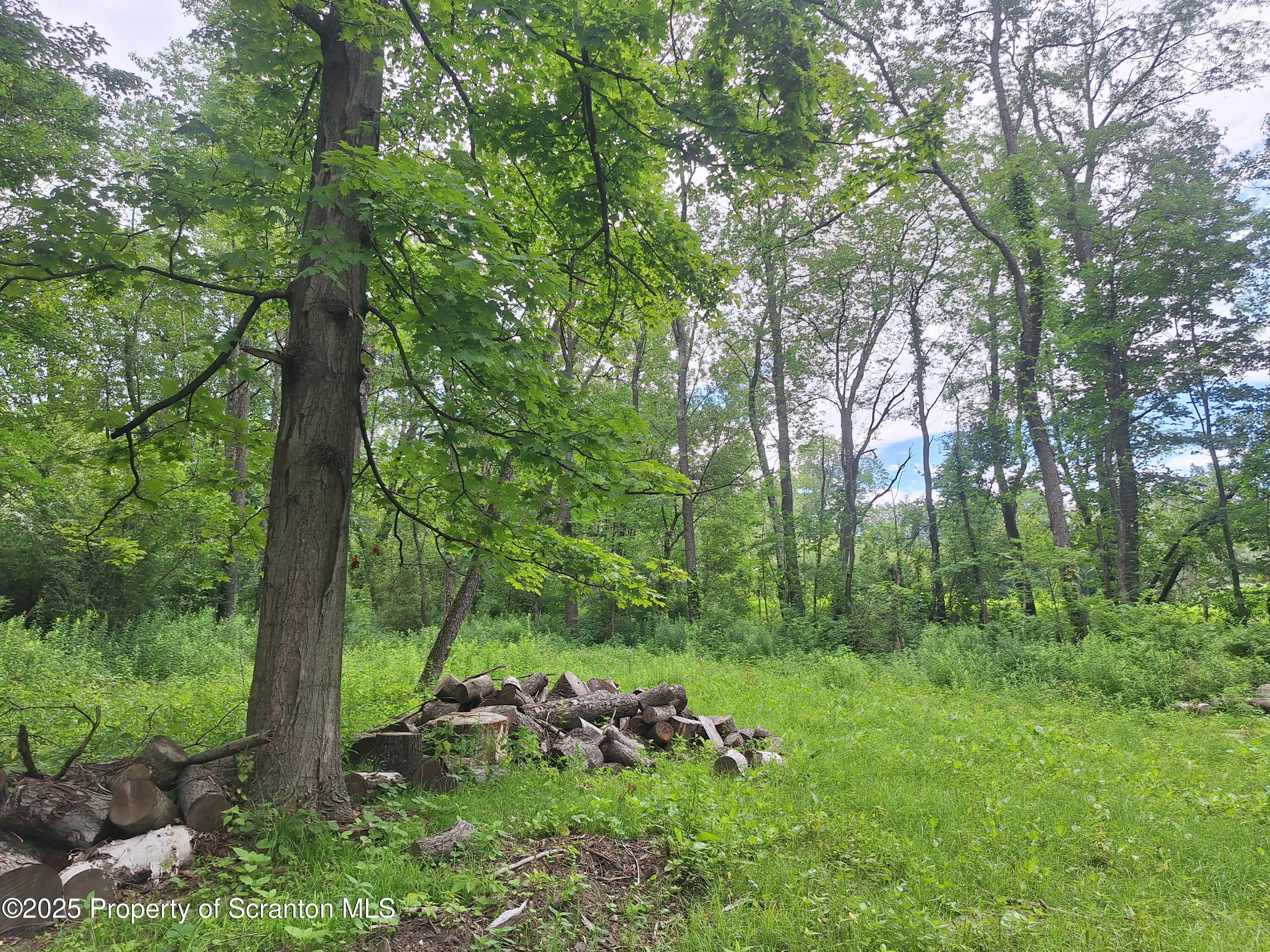 a view of a lush green forest