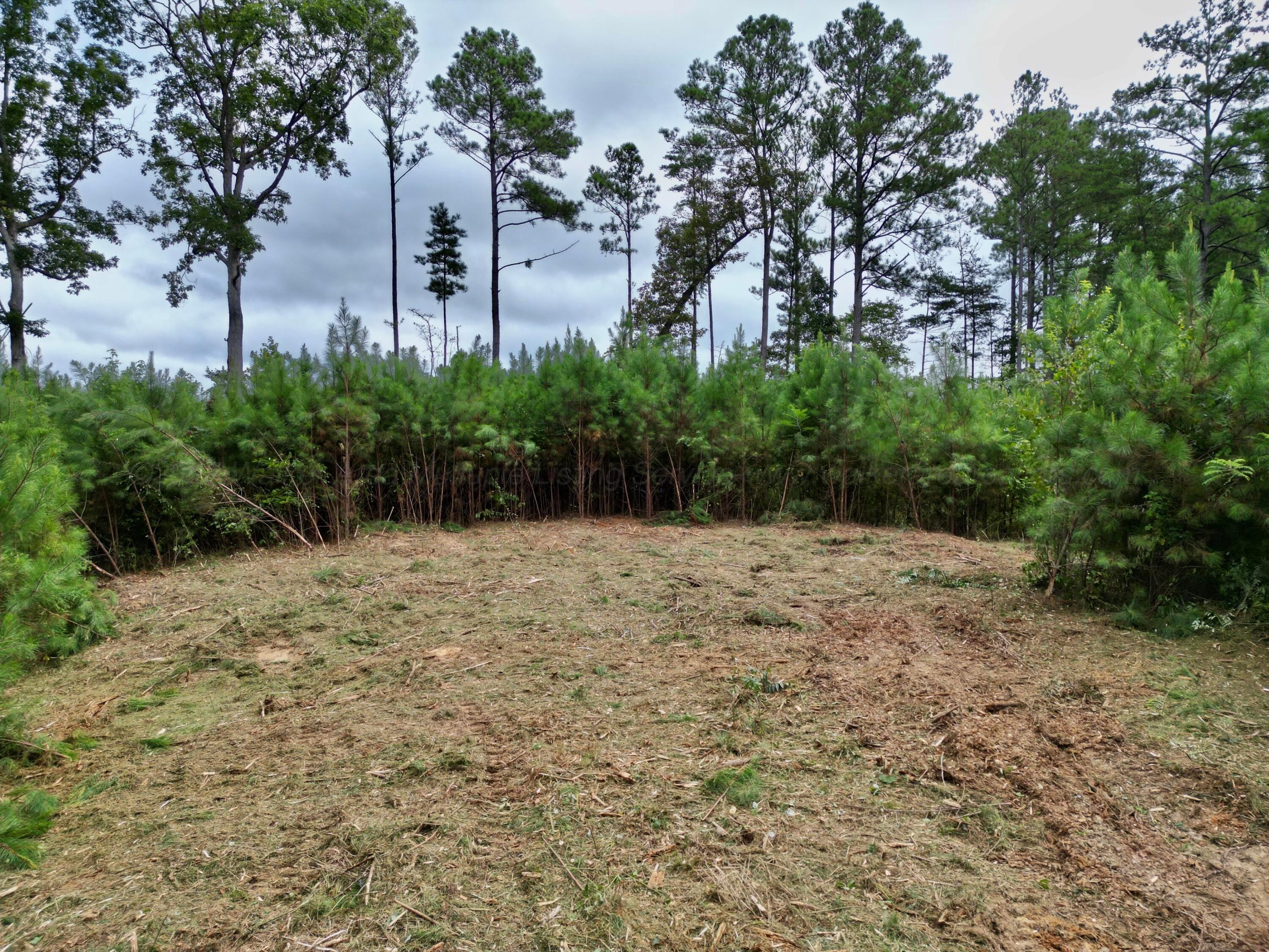 Parcel #2 Parcel Road Eldridge, AL 35554 - Photo 15 of 17 Lot 2 (4)