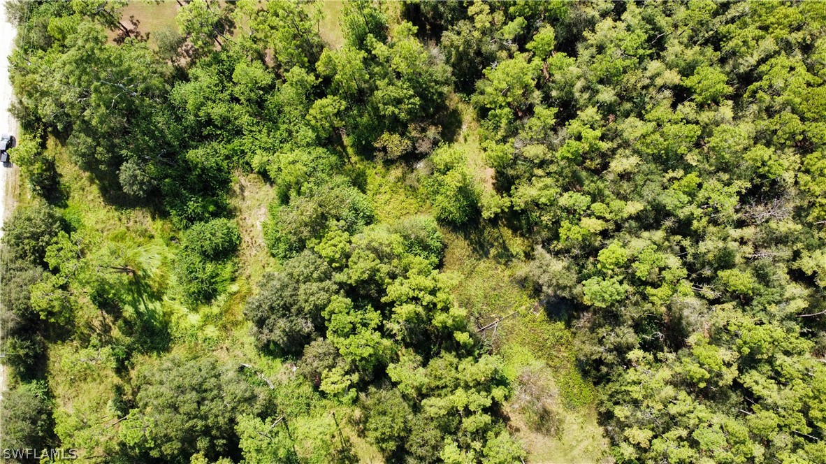 B Road LaBelle, FL 33935 - Photo 3 of 9 a view of a lush green forest with a tree