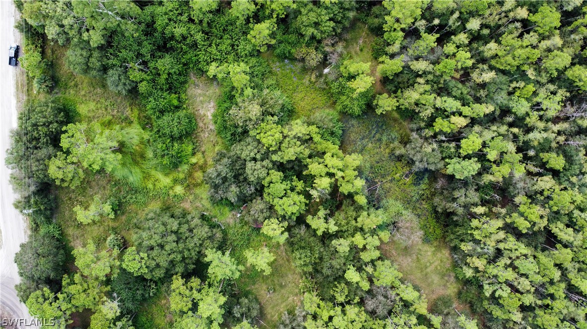 B Road LaBelle, FL 33935 - Photo 7 of 9 a view of a lush green forest with a tree