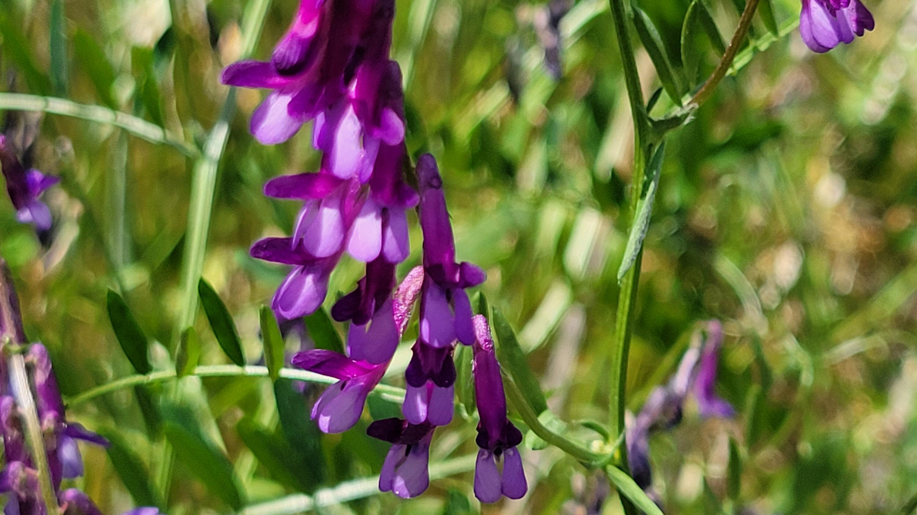 Lot 44 Jennifer Road Igo, CA 96047 - Photo 13 of 28 a close up of a flower
