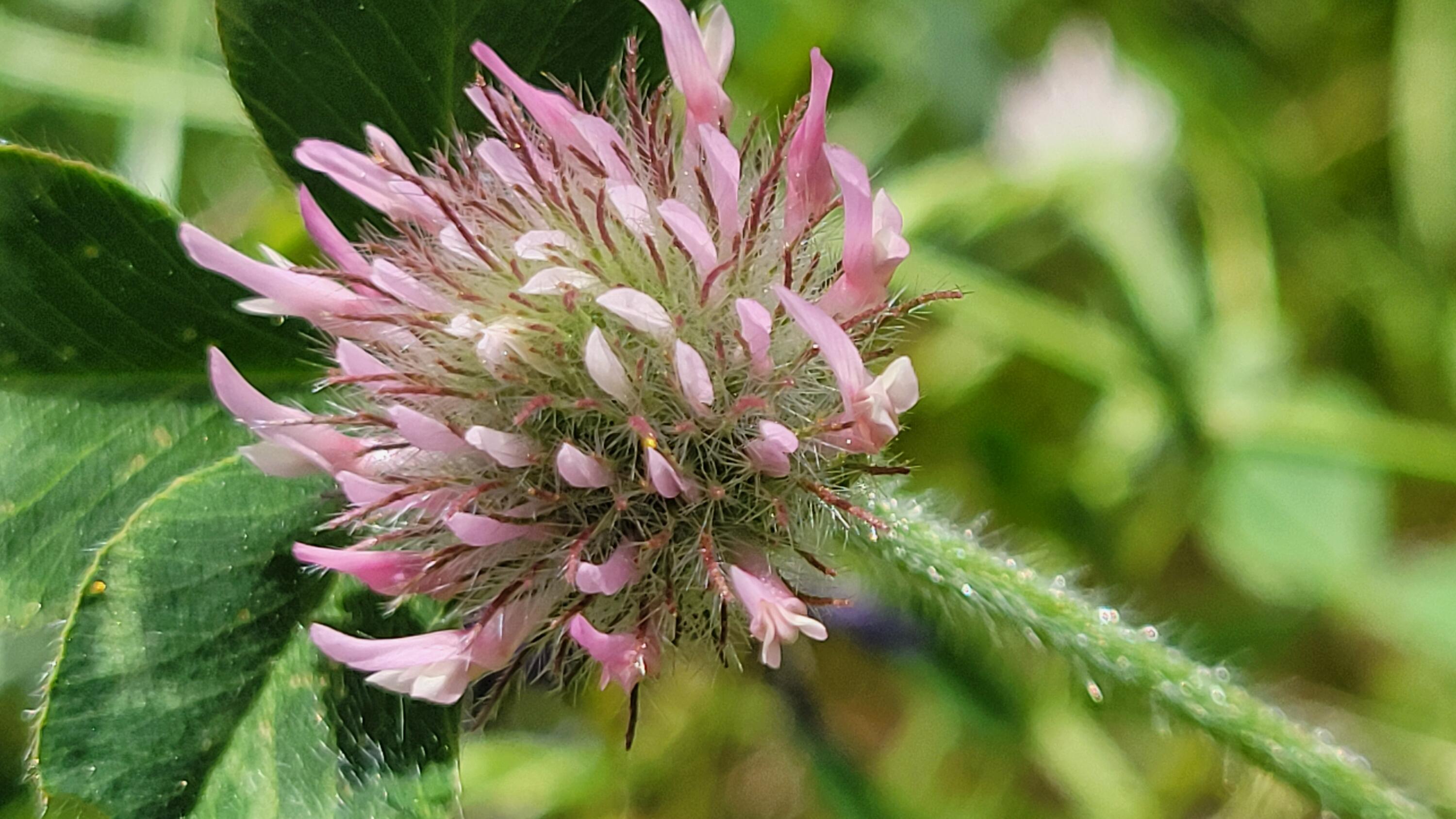 Lot 44 Jennifer Road Igo, CA 96047 - Photo 14 of 28 a close up of a flower in a garden