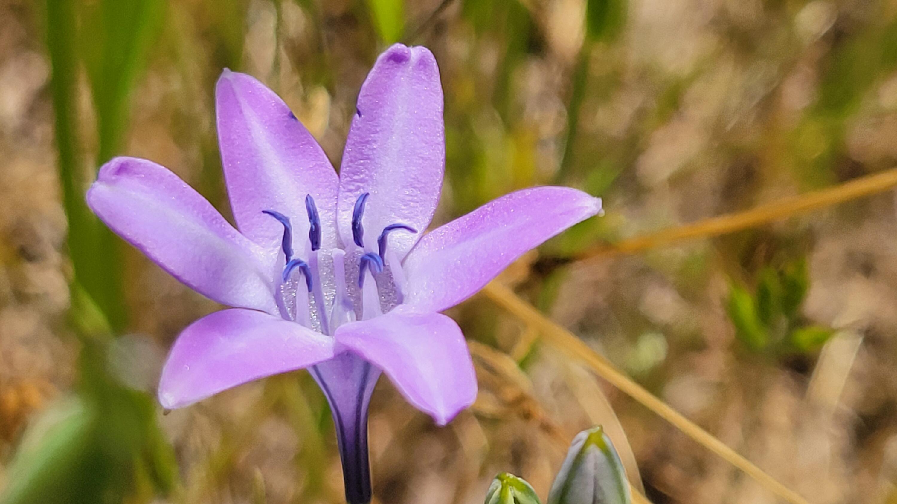 Lot 44 Jennifer Road Igo, CA 96047 - Photo 15 of 28 a view of walk in closet