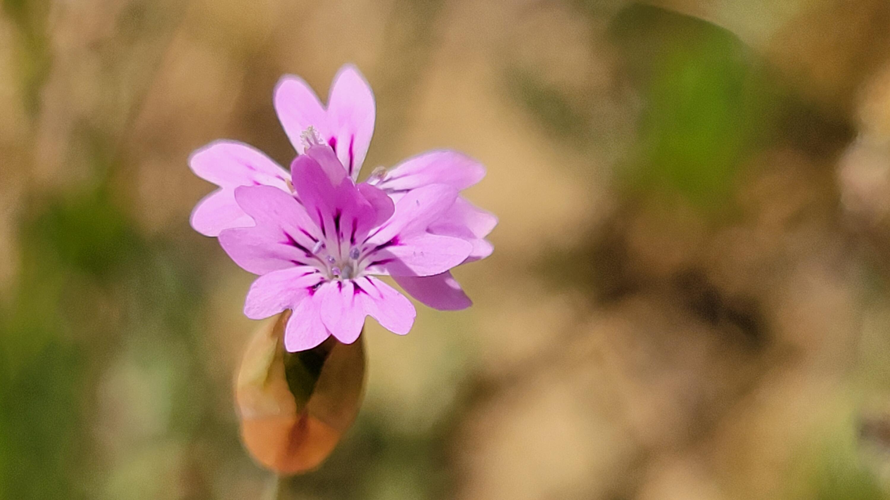Lot 44 Jennifer Road Igo, CA 96047 - Photo 18 of 28 a view of a flower pot with a yellow plant
