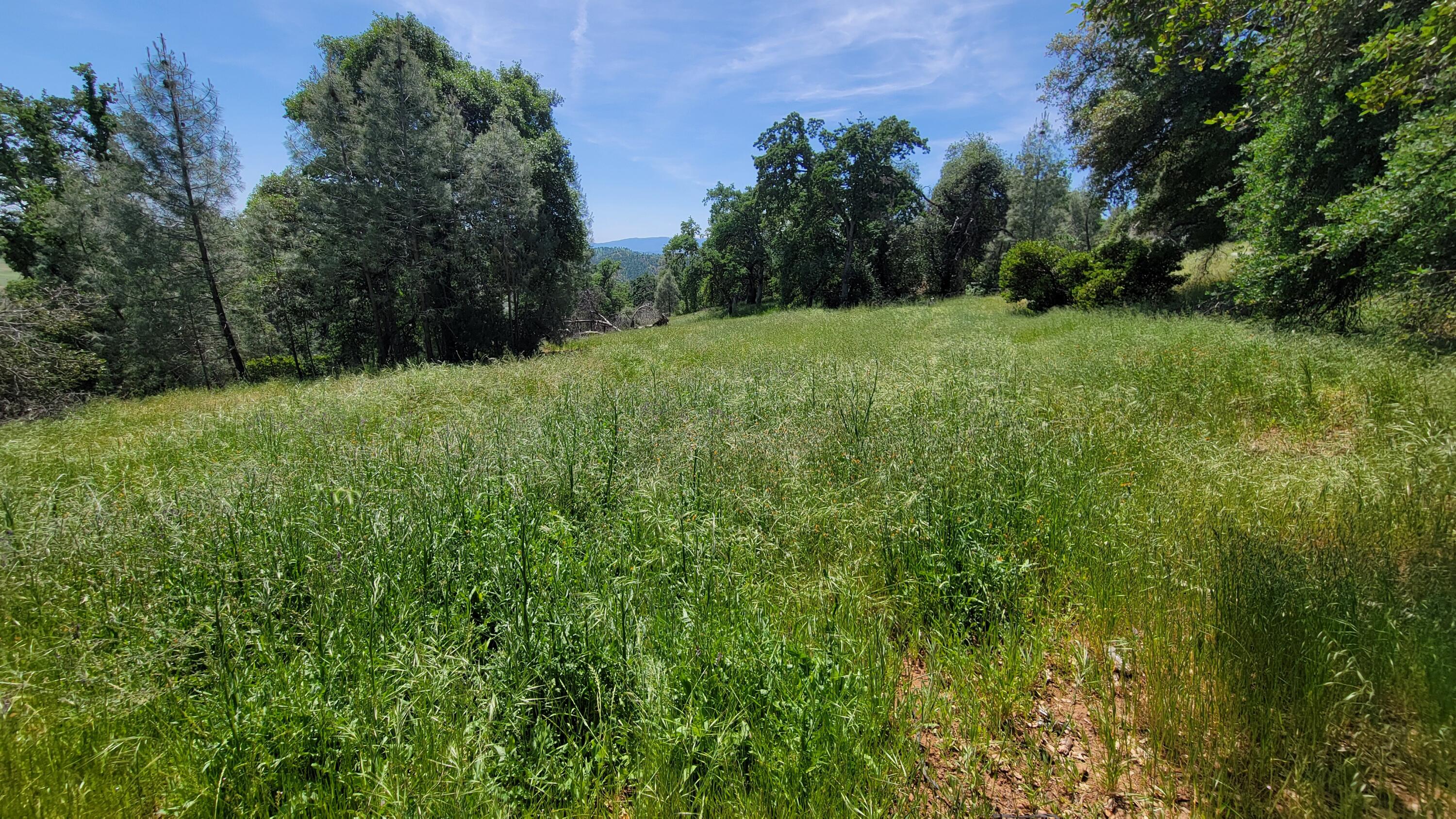 Lot 44 Jennifer Road Igo, CA 96047 - Photo 19 of 28 a view of a green yard with a house in the background