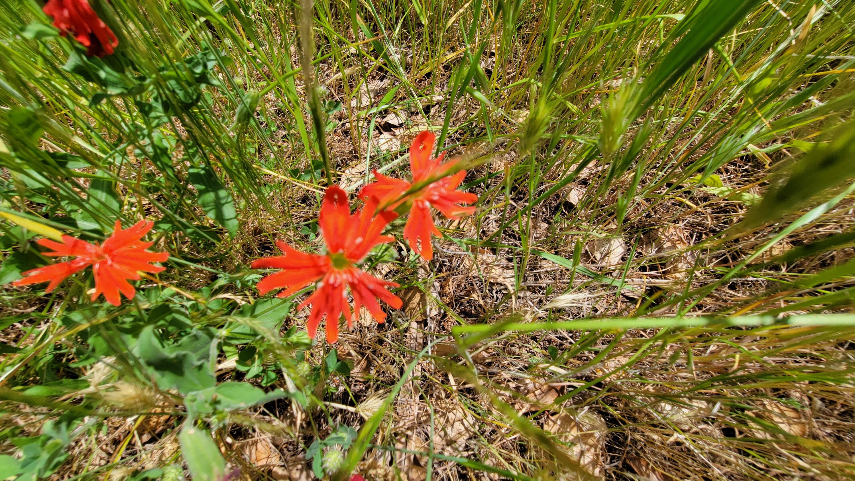 Lot 44 Jennifer Road Igo, CA 96047 - Photo 20 of 28 a picture of a tree
