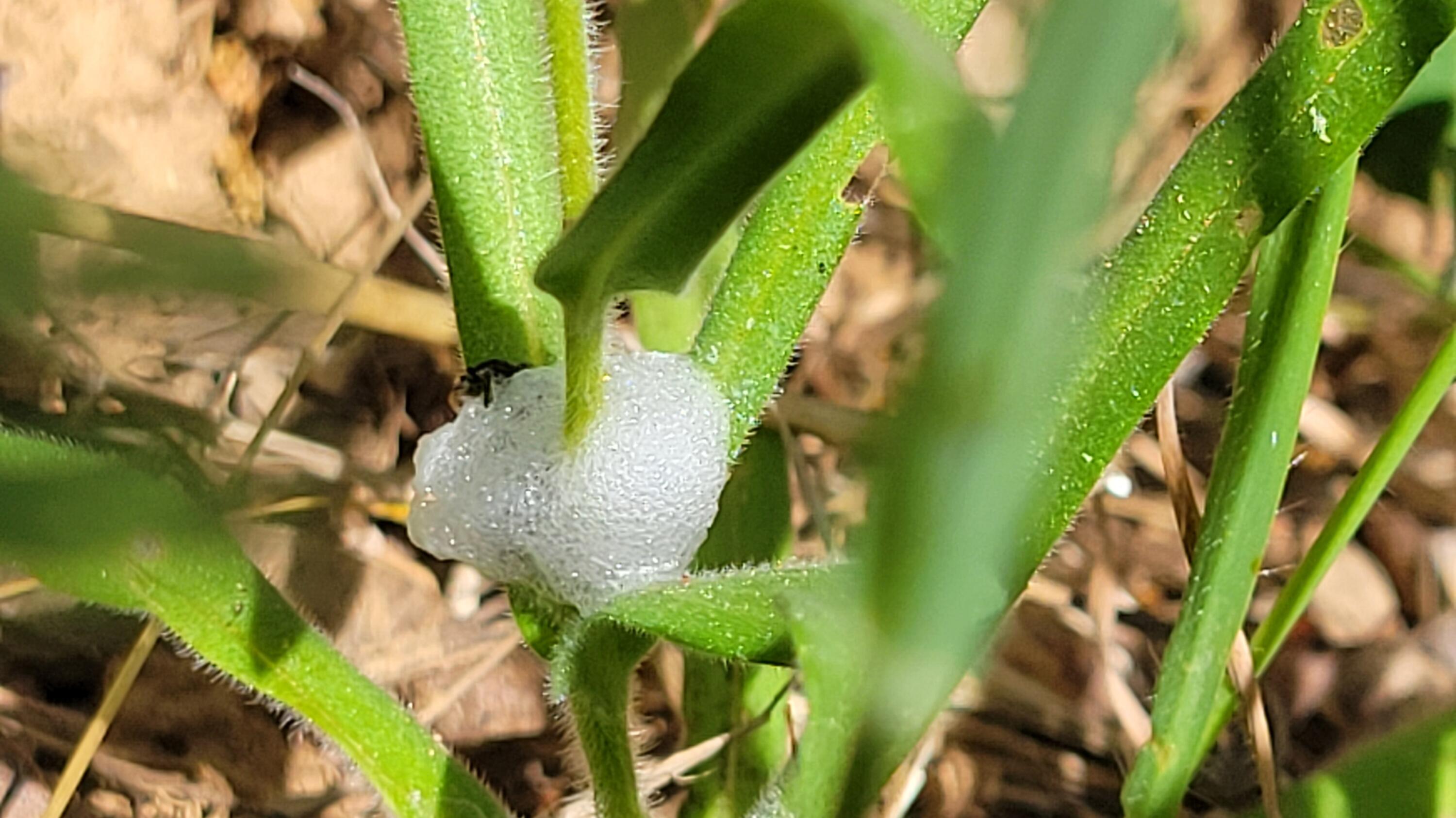 Lot 44 Jennifer Road Igo, CA 96047 - Photo 21 of 28 a view of swimming pool
