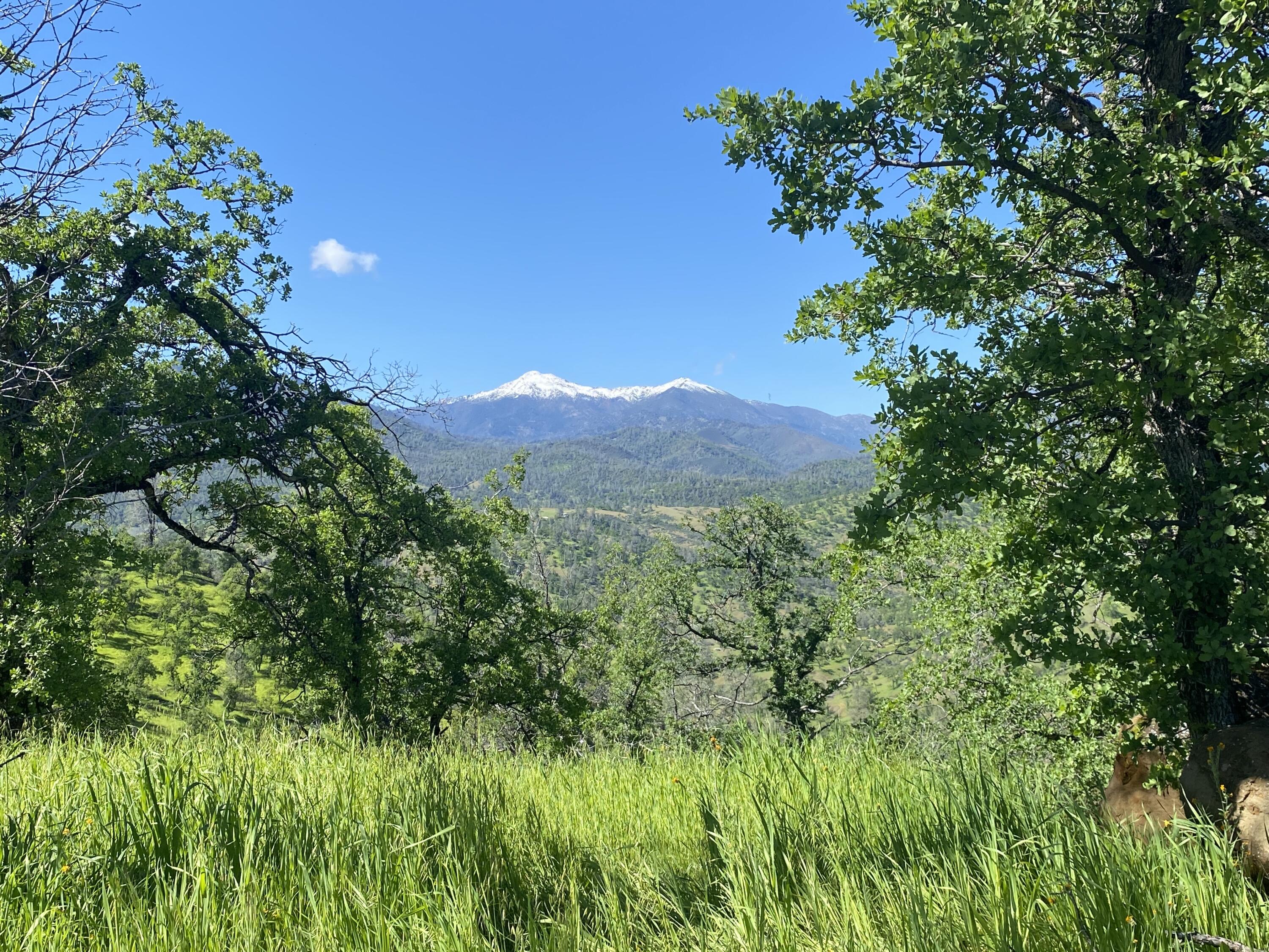 Lot 44 Jennifer Road Igo, CA 96047 - Photo 27 of 28 a view of a lush green outdoor space with a tree