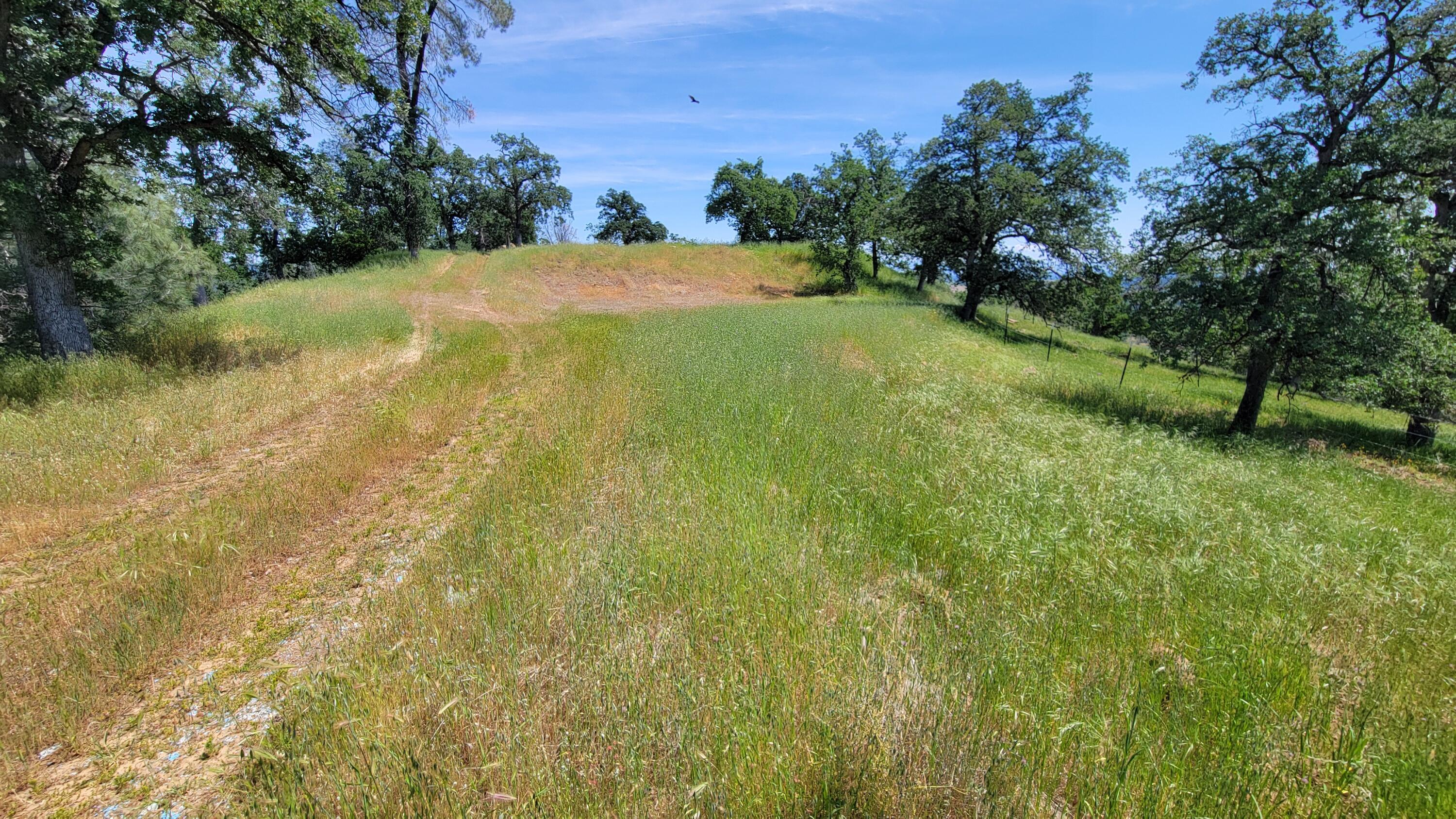 Lot 44 Jennifer Road Igo, CA 96047 - Photo 3 of 28 a view of a yard with a tree